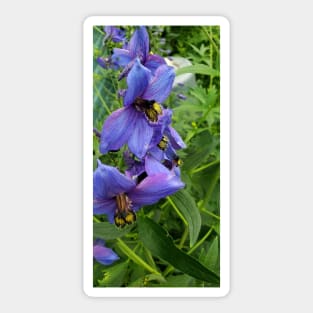 Close up purple delphinium Sticker